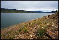 Wildflowers on the shore of Indian Valley Reservoir. Berryessa Snow Mountain National Monument, California, USA ( color)