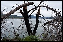 Dead tree on the shore of Indian Valley Reservoir. Berryessa Snow Mountain National Monument, California, USA ( color)