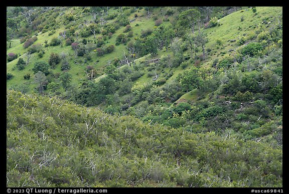 Molok Luyuk Hillsides. Berryessa Snow Mountain National Monument, California, USA (color)