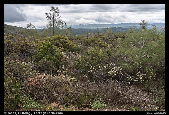 Chaparal, Molok Luyuk. Berryessa Snow Mountain National Monument, California, USA (color)