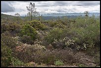 Chaparal, Molok Luyuk. Berryessa Snow Mountain National Monument, California, USA ( color)