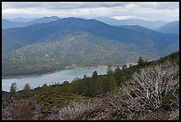 Manzanita and Indian Valley Reservoir from Condor Ridge. Berryessa Snow Mountain National Monument, California, USA ( color)