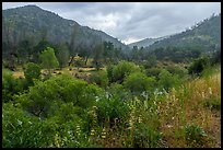 Lupine, Cache Creek Canyon. Berryessa Snow Mountain National Monument, California, USA ( color)