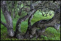 Oak trees and Spanish Moss near Creekside Terrace. California, USA ( color)