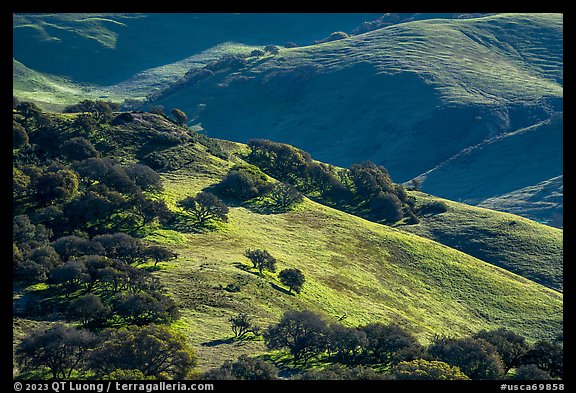 Oak trees and hillsides in the spring. California, USA (color)