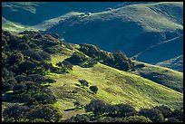 Oak trees and hillsides in the spring. California, USA ( color)