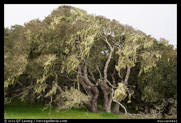 Coast Live oak trees with Spanish Moss near Jerry Smith Corridor. California, USA (color)