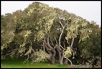 Coast Live oak trees with Spanish Moss near Jerry Smith Corridor. California, USA ( color)