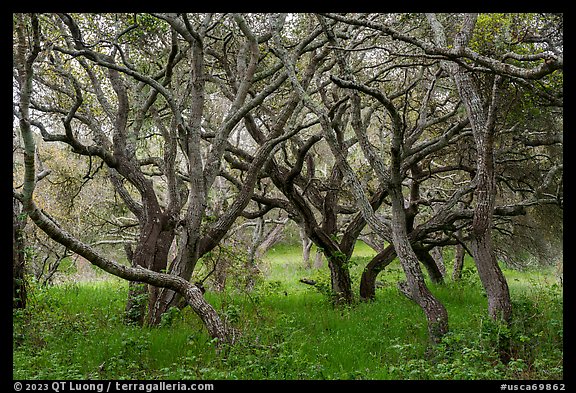 Coast live oak grove. California, USA (color)