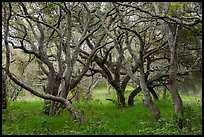 Coast live oak grove. California, USA ( color)