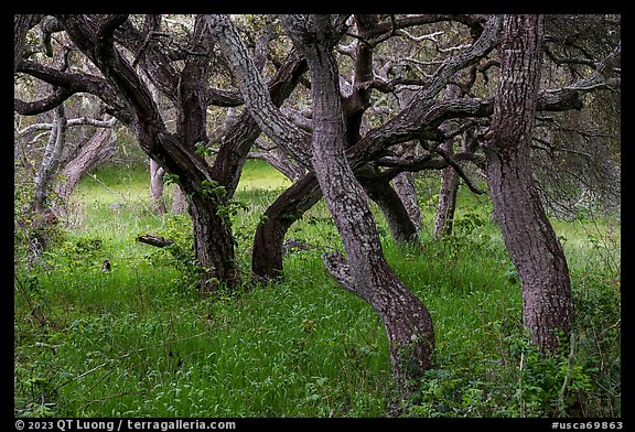 Hobbit forest full of twisted oak. California, USA (color)