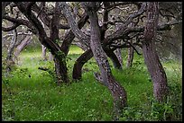 Hobbit forest full of twisted oak. California, USA ( color)