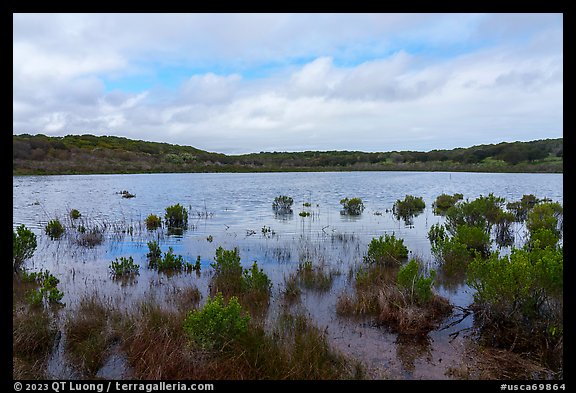 Pond with aquatic plants. California, USA (color)