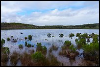 Pond with aquatic plants. California, USA ( color)