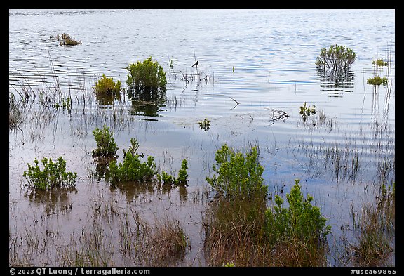 Aquatic plants and bird in pond. California, USA (color)