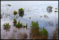 Aquatic plants and bird in pond. California, USA ( color)