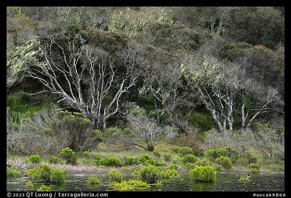 Forest bordering pond. California, USA (color)