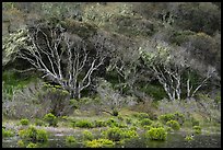 Forest bordering pond. California, USA ( color)