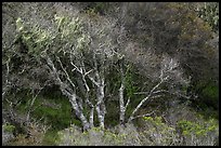 Bare tree in forest. California, USA ( color)
