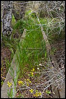 Overgrown horse water trough. California, USA ( color)