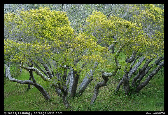 Cluster of newly leafed trees. California, USA (color)