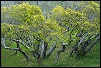 Cluster of newly leafed trees. California, USA ( color)