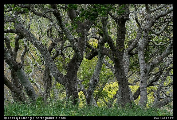 Twisted trunks of coast live oak trees in early spring. California, USA (color)