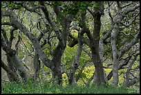 Twisted trunks of coast live oak trees in early spring. California, USA ( color)