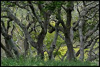 Twisted trunks of coast live oak trees in early spring. California, USA ( color)