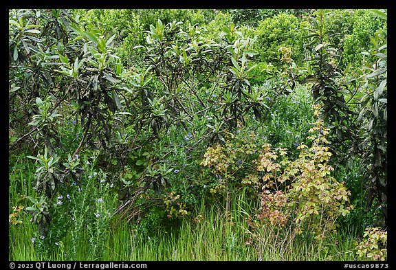 Close-up of shurbs and wildflowers. California, USA (color)