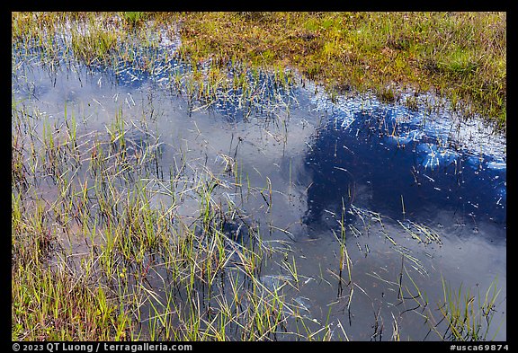 Close-up of pond and grasses. California, USA (color)
