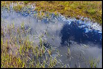 Close-up of pond and grasses. California, USA ( color)