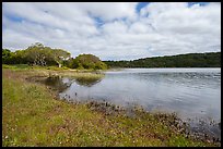 Pond borded by coast live oak trees in the spring. California, USA ( color)