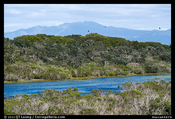 Pond, hill, birds, and ducks. California, USA (color)