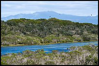 Pond, hill, birds, and ducks. California, USA ( color)