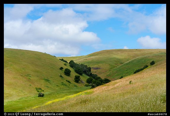 Hills covered with grasses with a few oak trees. California, USA (color)