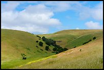 Hills covered with grasses with a few oak trees. California, USA ( color)