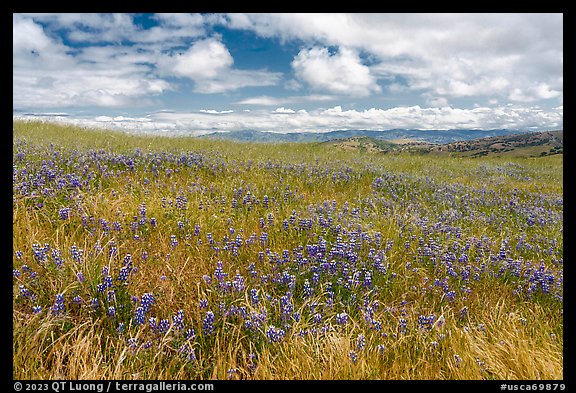 Carpet of lupine flowers. California, USA (color)