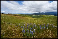 Grasses and lupine on hills. California, USA ( color)
