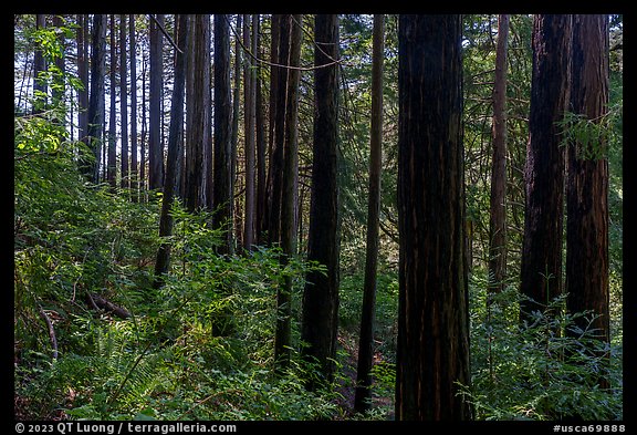 Dense redwood trees grove. Cotoni-Coast Dairies Unit, California Coastal National Monument, California, USA (color)