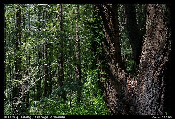 Thick forest grove. Cotoni-Coast Dairies Unit, California Coastal National Monument, California, USA (color)