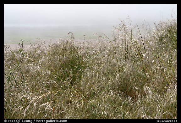 Wildflowers and marine layer fog. Cotoni-Coast Dairies Unit, California Coastal National Monument, California, USA (color)