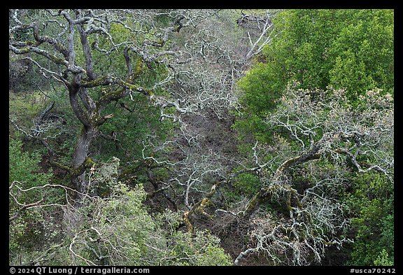 Mix of bare trees and evergreens, Evergreen hills. San Jose, California, USA (color)