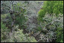 Mix of bare trees and evergreens, Evergreen hills. San Jose, California, USA ( color)