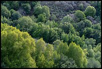 Trees on hillside in late winter, Evergreen hills. San Jose, California, USA ( color)
