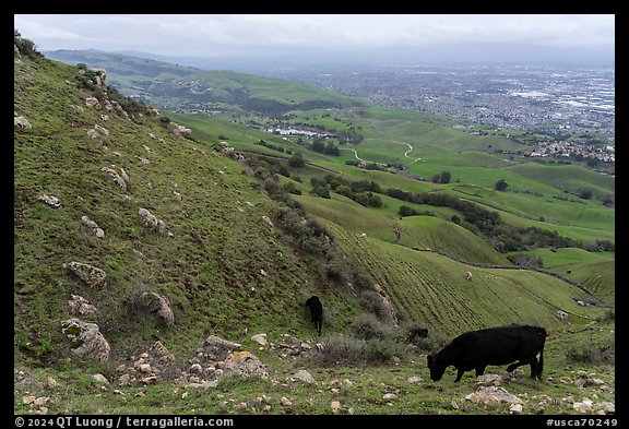 Cows grazing on hills above Milpitas and Silicon Valley, Ed Levin County Park. California, USA (color)