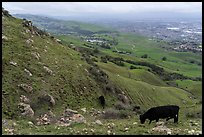 Cows grazing on hills above Milpitas and Silicon Valley, Ed Levin County Park. California, USA ( color)