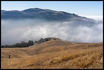 Hiker on hills above low fog in Alum Rock Canyon, Sierra Vista Open Space Preserve. San Jose, California, USA ( color)