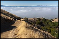 Hiker on trail above low fog in Silicon Valley, Sierra Vista Open Space Preserve. San Jose, California, USA ( color)