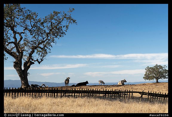 Fence and cows, Joseph Grant County Park. San Jose, California, USA (color)